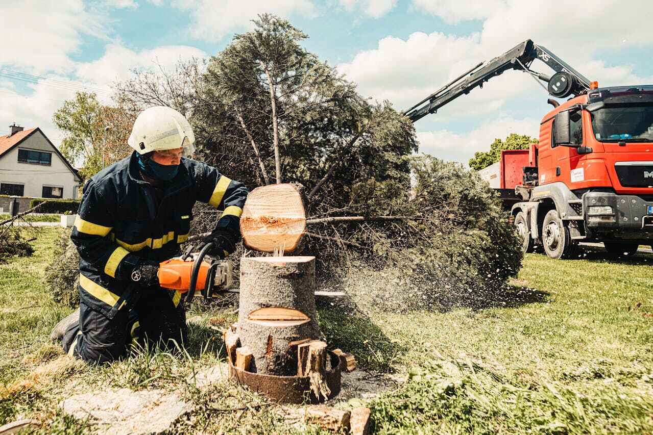 Tree Root Removal in Waverly, MI